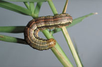 fall armyworm young larva