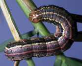 older larva that has taken on a darker color, notice the y-shaped marking on top of its head