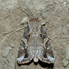 fall armyworm adult moth