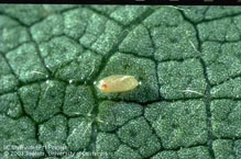 Photo by Jack Kelly Clark, used with permission from the UC Statewide IPM Program: Close-up of an egg on a leaf. Eggs are laid singly on leaves near potential prey.