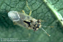 Photo by Jack Kelly Clark, used with permission from the UC Statewide IPM Program: Close-up of adult big-eyed bug