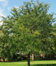 honey locust tree when green