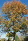 sweetgum tree turning colors in fall
