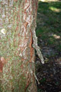 outer layer of the bark exfoliates; pieces of the bark can be peeled off