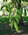 a green leaf branch, showing leaves are 5 inches long with double-serrated edges