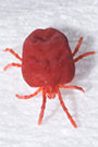 Photo from Mardon Erbland: Top view close-up of chigger mite