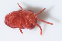 Photo from Mardon Erbland: Close-up of higger mite