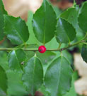 close-up of holly branch with red berry in the center