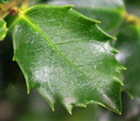 close-up of dark blue-green leaf with spines on the edges