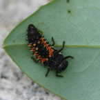 Photo copyright Debbie Hadley, WILD Jersey: Larva of the ladybug look sort of like tiny alligators