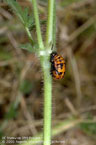 Photo by Jack Kelly Clark, used with permission from the UC Statewide IPM Program: Ladybug pupa
