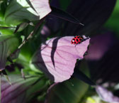 adult convergent ladybug