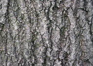 bark is thin so is susceptible to damage by fire and decay
