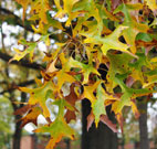 leaves showing yellows and browns of fall colors