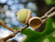 acorns are small with a thin, shallow cap