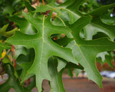 leaves are 6 to 8 inches long with 5 to 7 lobes