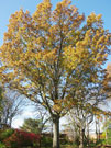 pin oak tree starting with leaves turning for fall colors