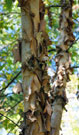 Bark is flaky and dark, but easily strips away to reveal a much lighter cream-colored inner layer