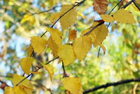 Leaves on a branch show pale yellow fall colors