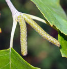 In late fall, the male flowers of the river birch appear and are called catkins. Photo shows catkins coming out of the edge of a branch between leaves.