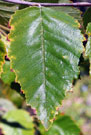 Close-up of leave shows its triangular shape and serrated edge