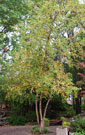 Whole river birch tree, just starting to change colors in fall