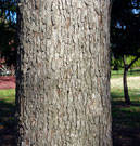 grayish bark with grooves and rectangular scales