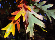 Close-up of leaves turning to orange and yellow fall colors