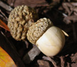 Close-up of a whitish-tan acorn with a textured darker tan cap. Birds, deer, voles, mice and even black bear depend on the acorns in fall for nutrition.
