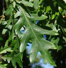 Close-up of a green leaf. Leaves range from 5 to 8 inches and haveseven to nine round-ended lobes.