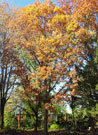 white oak tree starting to turn fall colors