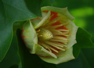 close-up of a yellow and red flower starting to open