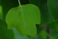 close-up of green leaf