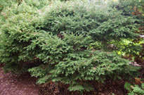 dwarf norway spruce shrub