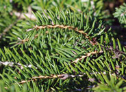 dwarf norway spruce branches