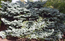 dwarf colorado blue spruce shrub