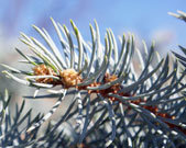 Close-up of the end of a branch shows stiff, bristly, blue-green to silver-blue needles that point outward from the branches in all directions.