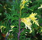 Close-up of of a branch shows yellow tips on the green evergreen.
