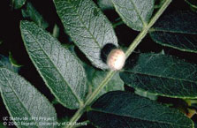 Photo by Jack Kelly Clark, used with permission from the UC Statewide IPM Program: Green lacewing pupa