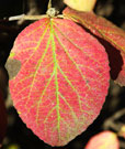 Close-up of a leaf that has turned red in fall