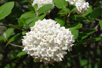 Close-up of a round white flower cluster