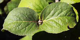 leaves are an oval shape and a dull green color with hairs on both sides