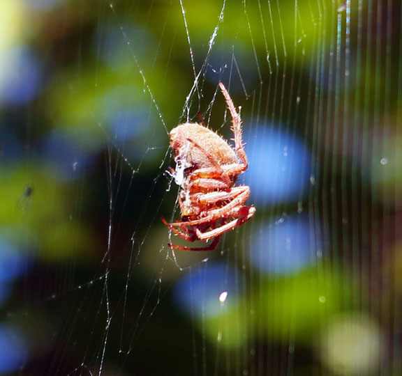 Spider, Fall Insect, Garden Adventures, MU IPM Program, Columbia