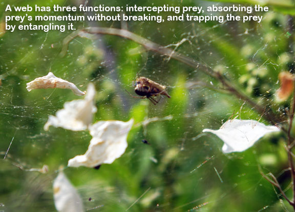 Power of the web: The secret of how spiders catch their prey, The  Independent