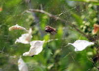 A web performs three functions: intercepting prey, absorbing the prey's momentum without breaking, and trapping of the prey by entangling it.