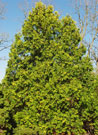 sudworth gold tree