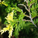 Close-up of sudworth gold foliage with bright yellow tips