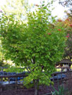 Iijima Sunago tree with green leaves