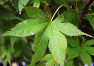 large, palmate shaped leaves range in colors from green to a chocolate brown