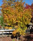 lijima Sunago tree in fall